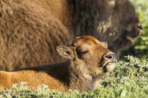 Buffalo trails tour images