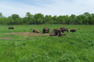 Buffalo trails tour images