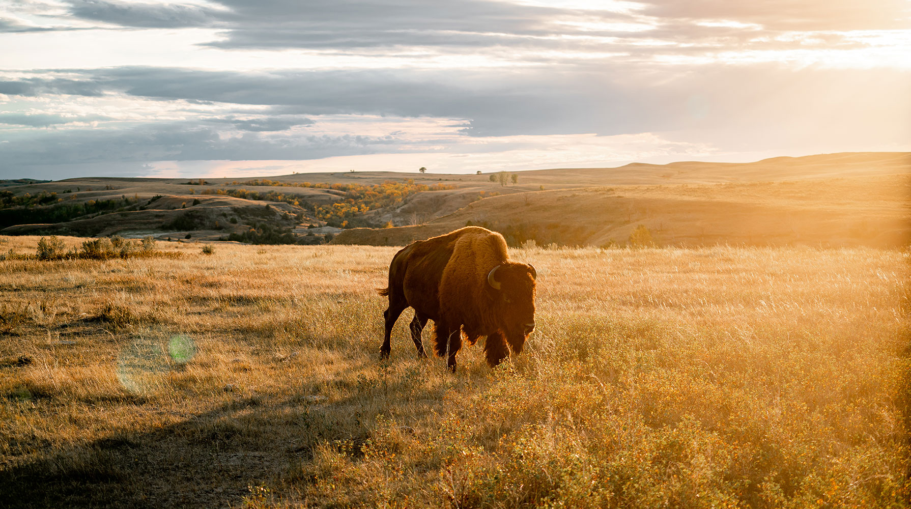 "Leave It As You Found It": Theodore Roosevelt's Legacy in Our National Parks