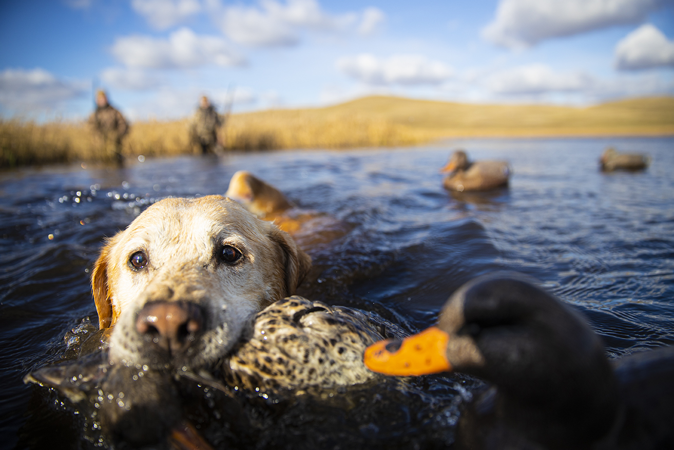 Dog retrieving duck