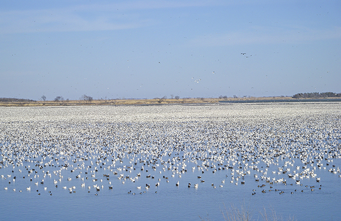 Snow geese on the water