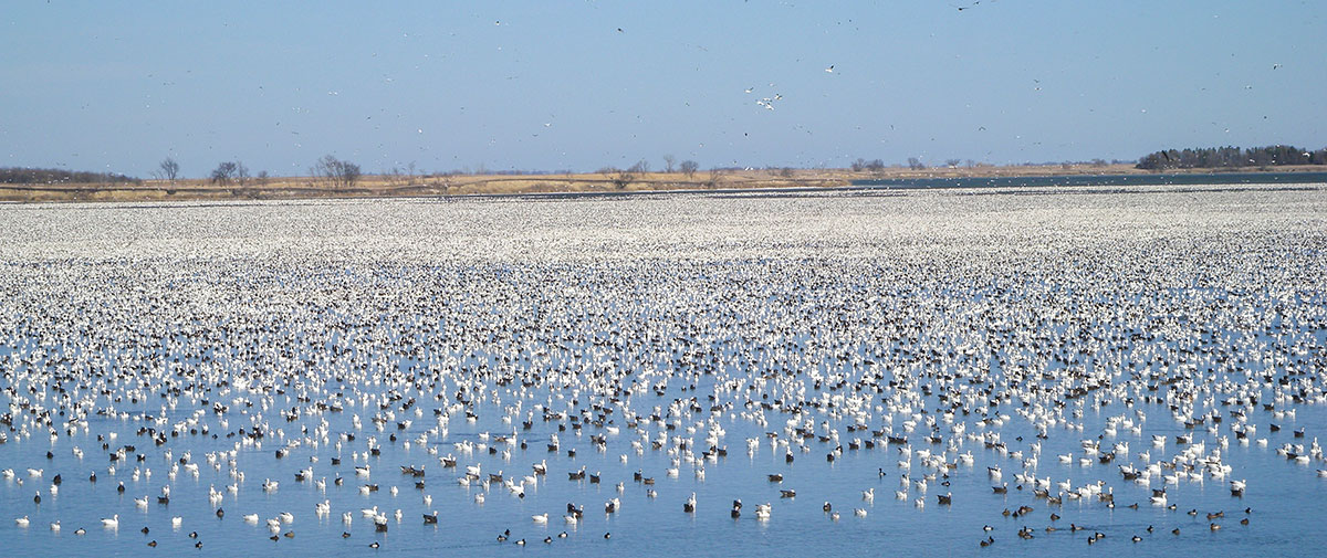 Snow Goose Migration at Tewaukon National Wildlife Refuge