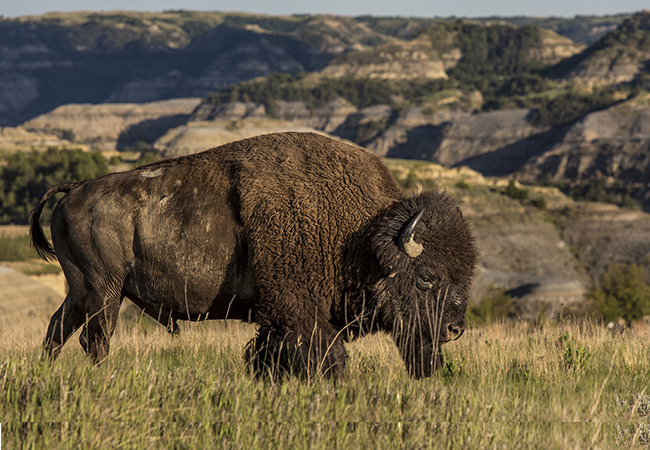 Bison