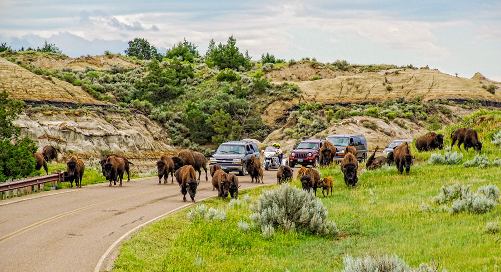 Bison traffic jam
