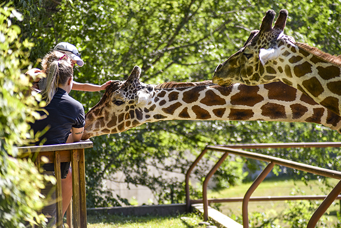 Feeding giraffes at the Minot zoo