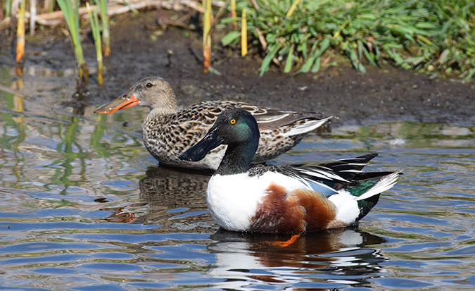 Northern Shovelers