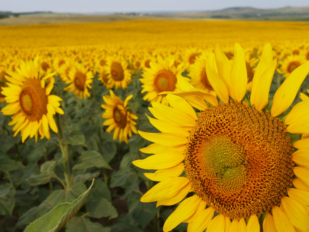 sunflowers