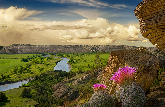 Flowers at Theodore Roosevelt National Park