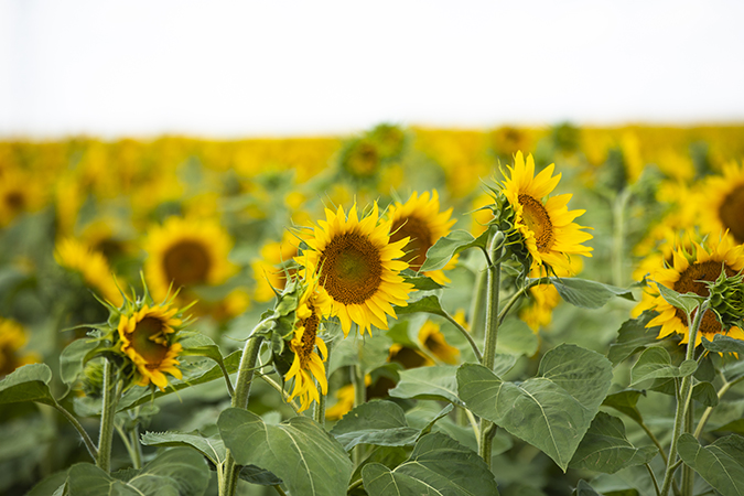 Field of sunflowers