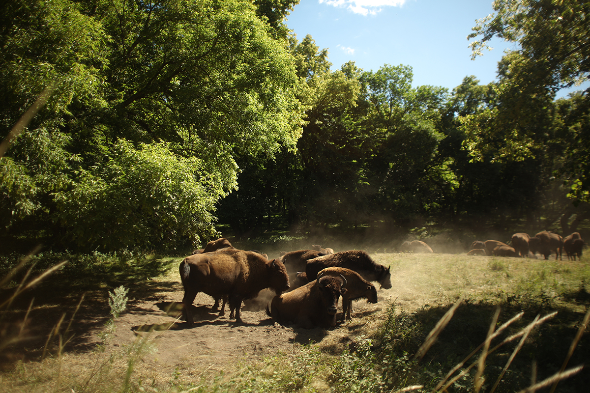 buffalo