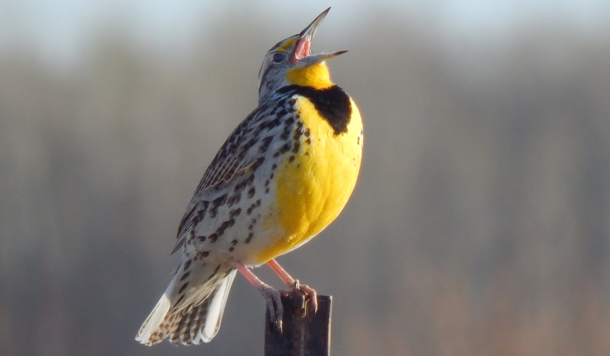 Meadowlark