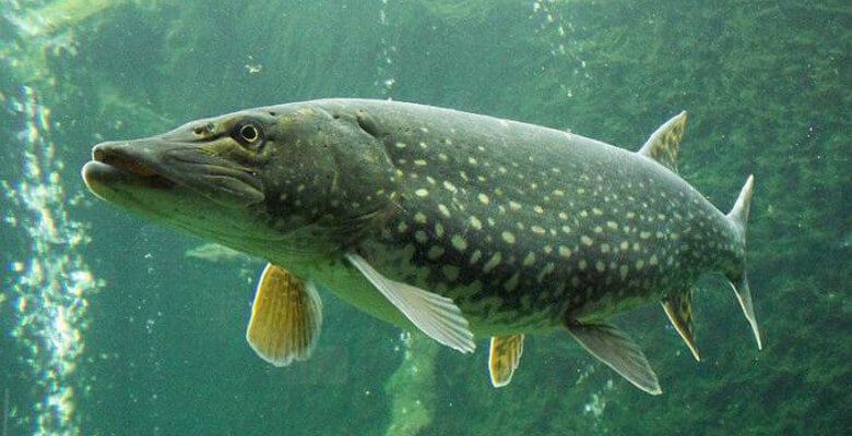 northern pike