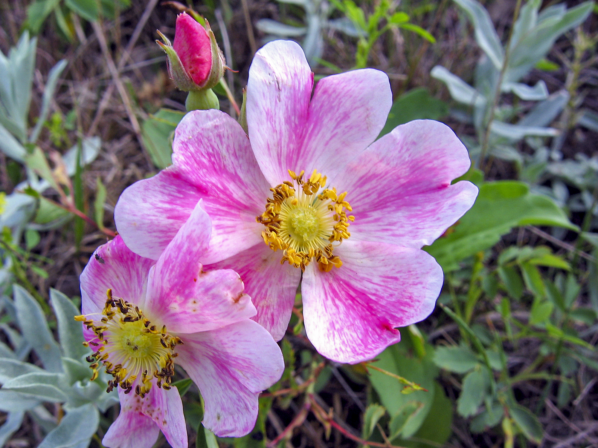 Wild Prairie Rose