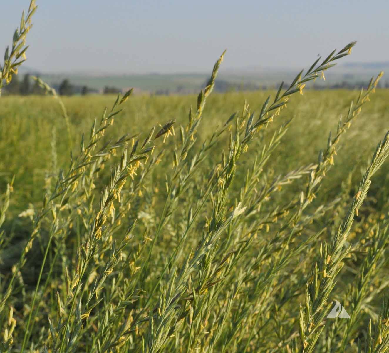 Western wheatgrass