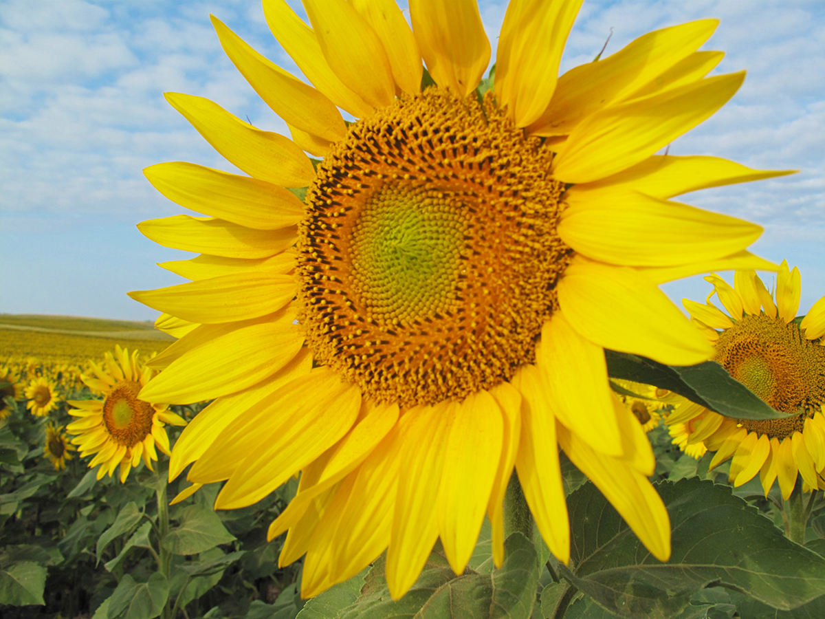 Download Let The Amazing Sunflower Put A Smile On Your Face