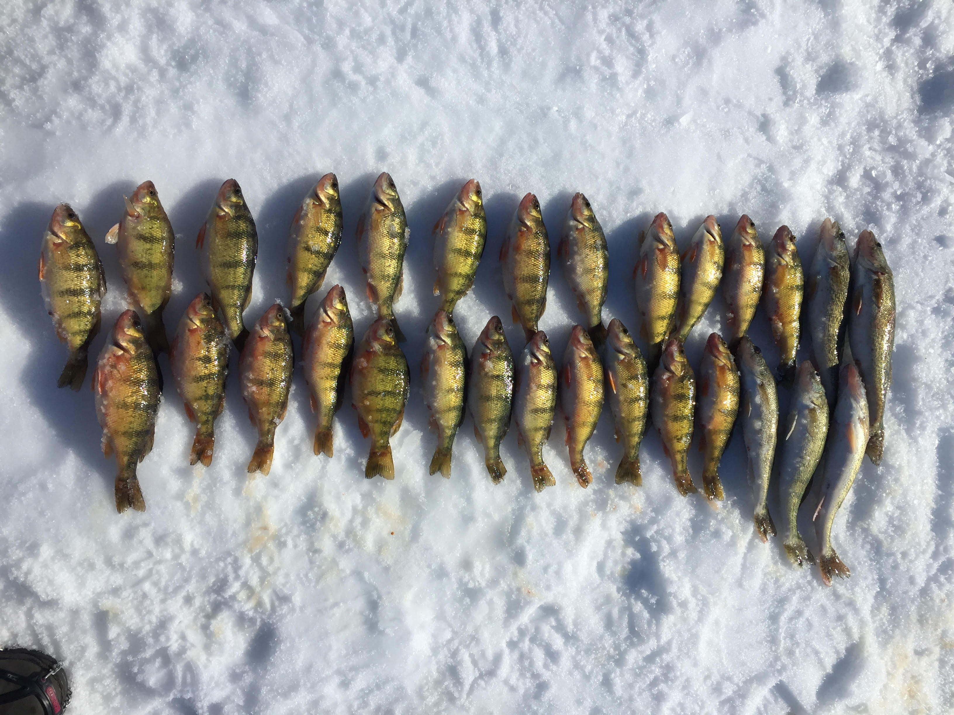 fish from sibley.jpg