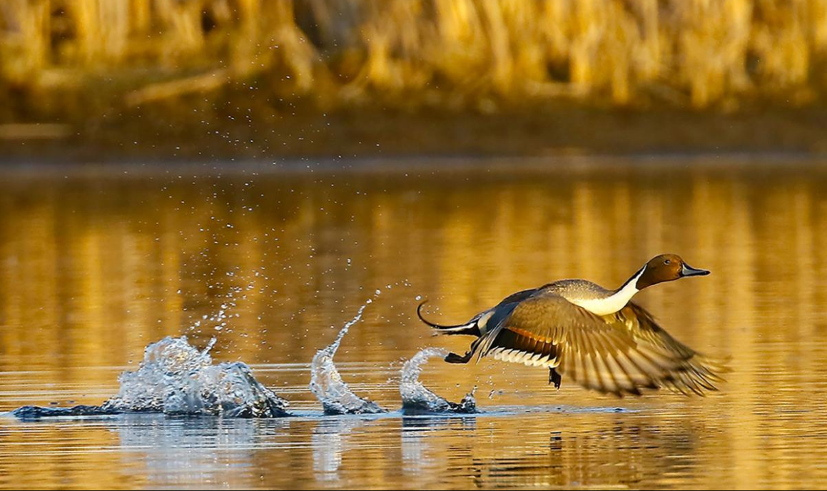 North Dakota has many duck species throughout the migratory season.