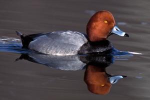 Red head duck
