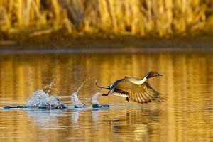 Pintail