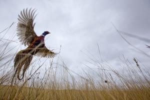 Pheasant