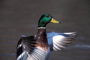 Mallard duck