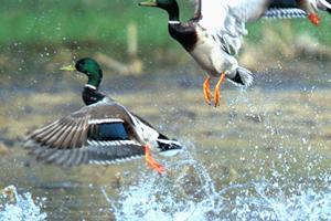 Ducks take flight