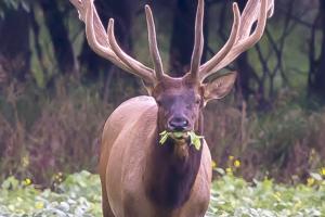 Elk at the park