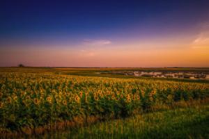 Sunflower field