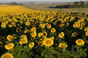 Sunflower field