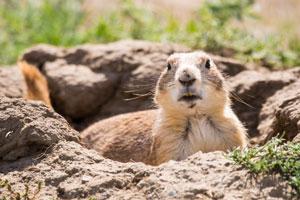 Prairie dog at Theodore Roosevelt National Park