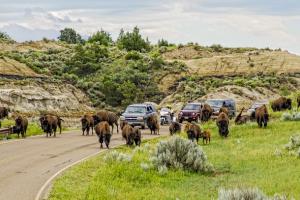 Bison traffic jam at Theodore Roosevelt National Park