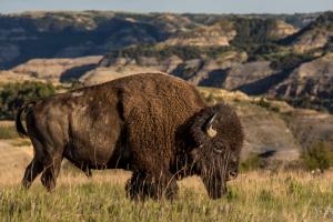 bison in badlands