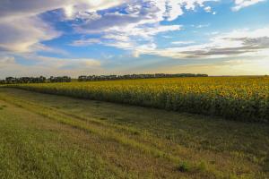 Sunflowers