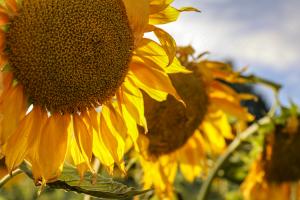 Sunflowers