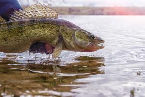 walleye