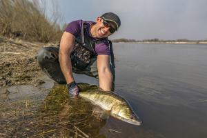 Walleye catch