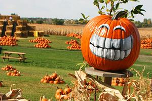 Painted pumpkin at Berry Acres in Minot