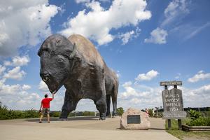 Worlds largest buffalo