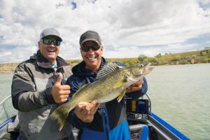 Lake Sakakawea walleye