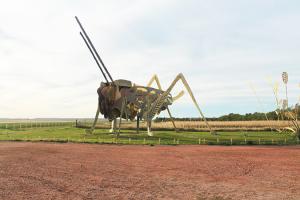 grasshopper