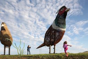 pheasants on the prairie