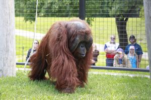 Orangutan at Chahinkapa Zoo in Wahpeton
