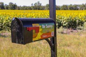 Sunflower mailbox with seeds