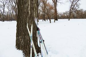 skis leaning against a tree