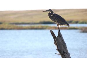 Heron at the refuge