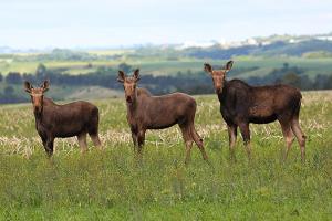 Moose at a refuge