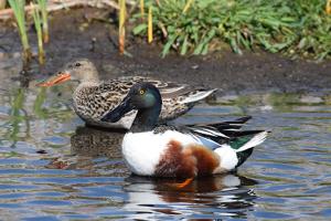 Pair of Northern Shovelers at J. Clark Salyer NWR