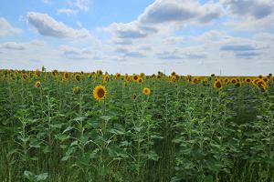 Coleman sunflower field