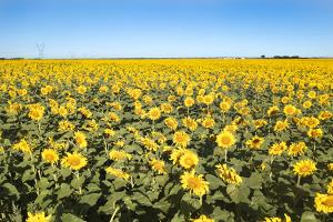 sunflowers
