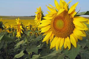 Sunflowers